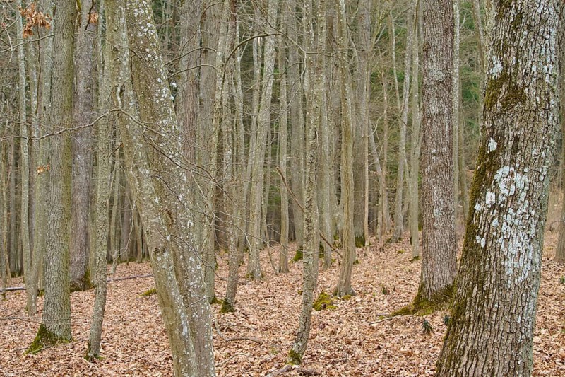 Winter forest with bare trees and dry leaves, Königheim, Main Tauber district, Baden-Württemberg, Germany
