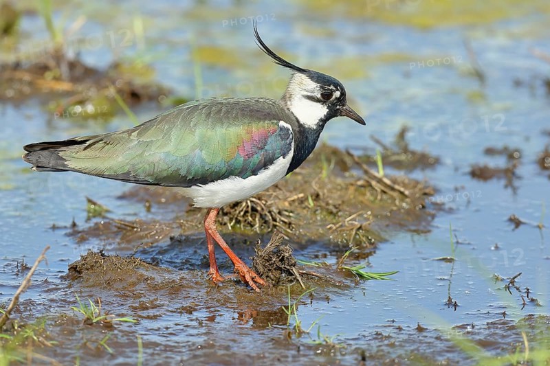 Lapwing (Vanellus vanellus), in splendid plumage, foraging in a marshy meadow, wildlife, Lembruch, Ochsen Moor, Dümmer nature park Park, Lower Saxony, Germany