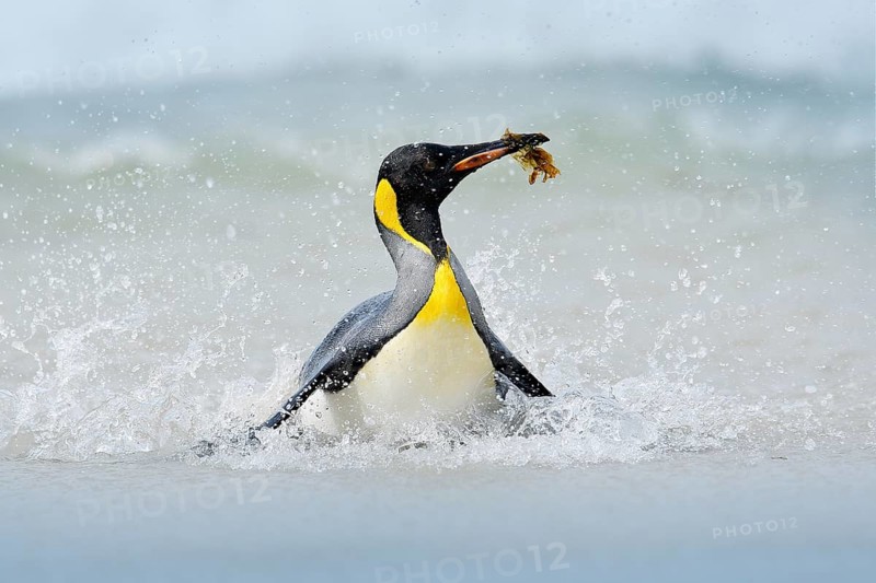 Penguin in the water. Funny bird image from wild nature. Wildlife scene from ocean. Wild Antarctica. Big King penguin jumps out of the blue water while swimming through the ocean in Falkland Island