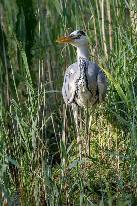 Grey Heron (Ardea cinerea) in reedbed, Mecklenburg-Western Pomerania, Germany