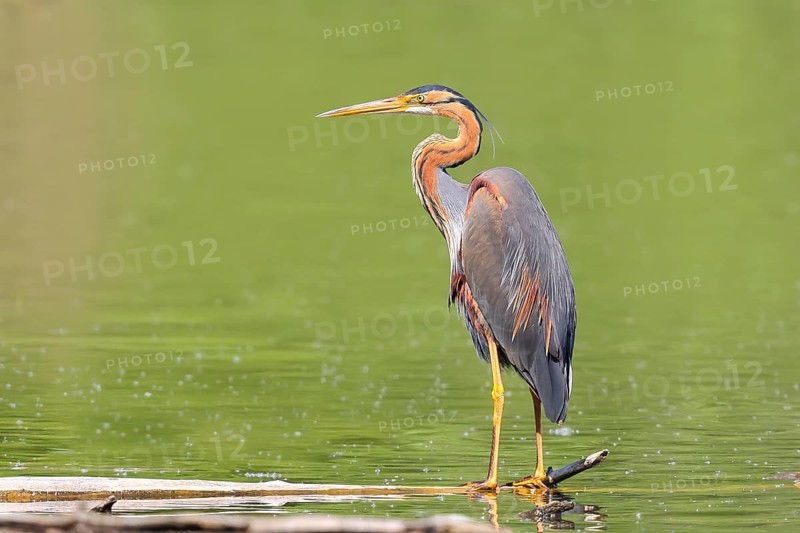 Purple heron (Ardea purpurea), standing on a branch in the water, wildlife, birds, heron, rare breeding bird, migratory bird, Waghäusel, Baden-Württemberg, Germany