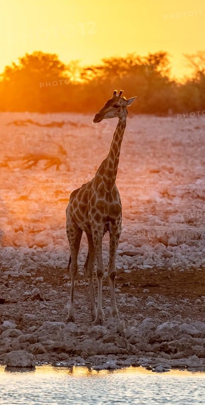 Angolan giraffe (Giraffa giraffa angolensis), backlit at sunset, atmospheric sunset, Okaukuejo waterhole, Etosha National Park, Namibia