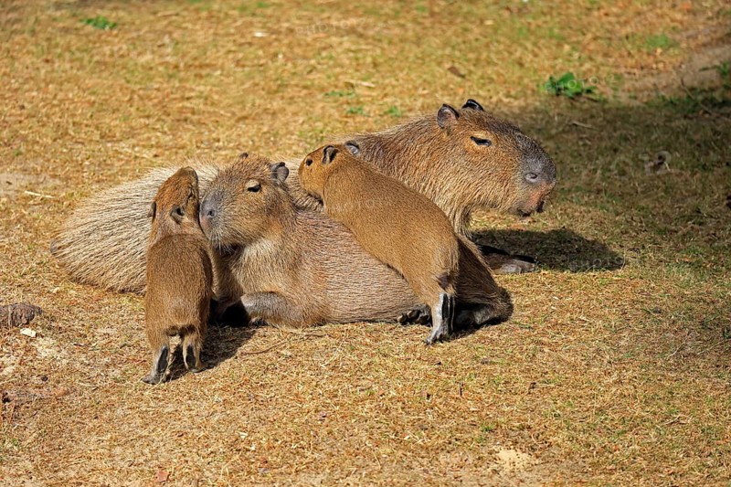 Capybara (Hydrochoerus hydrochaeris), capybara, adult, female, mother, young, on land, group, social behaviour, siblings, South America