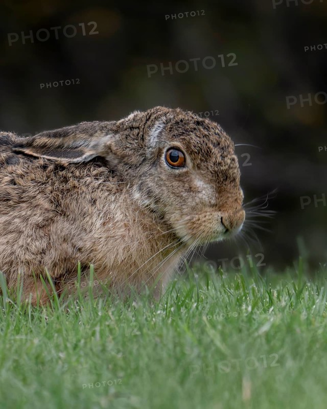 Hare (Leporidae) wild, close-up head and front body, ears laid back, looking attentively, standing in the green meadow, profile view, background blurred dark, Schillig, Wangerland, North Sea coast, Lower Saxony, Germany
