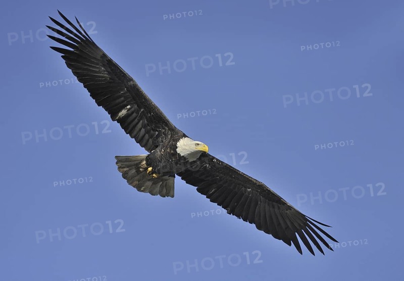 Bald Eagle (Haliaeetus leucocephalus), British Columbia, Canada
