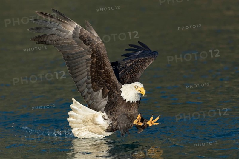 Bald Eagle (Haliaeetus leucocephalus) striking at fish, Alaska, USA