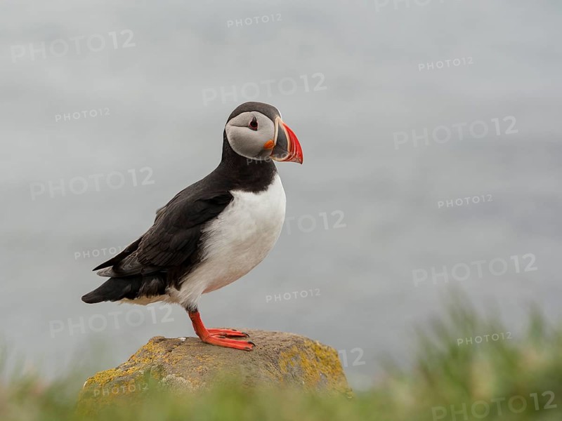 Atlantic Puffin (Fratercula arctica), Látrabjarg, Iceland