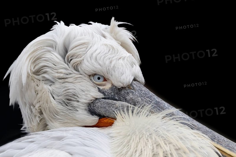 Dalmatian pelican (Pelecanus crispus), portrait, black background, captive, Schönbrunn Zoo, Vienna, Austria