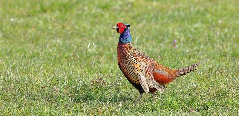 Pheasant, hunting pheasant (Phasianus colchicus), adult male bird in a meadow, wildlife, Lembruch, Ochsen Moor, Dümmer nature park Park, Lower Saxony, Germany
