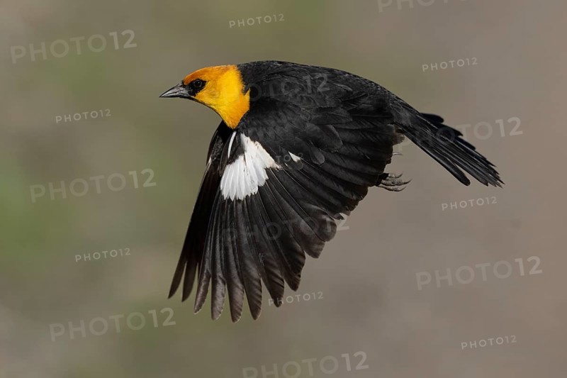 Yellow-headed Blackbird (Xanthocephalus xanthocephalus) male flying, California, USA