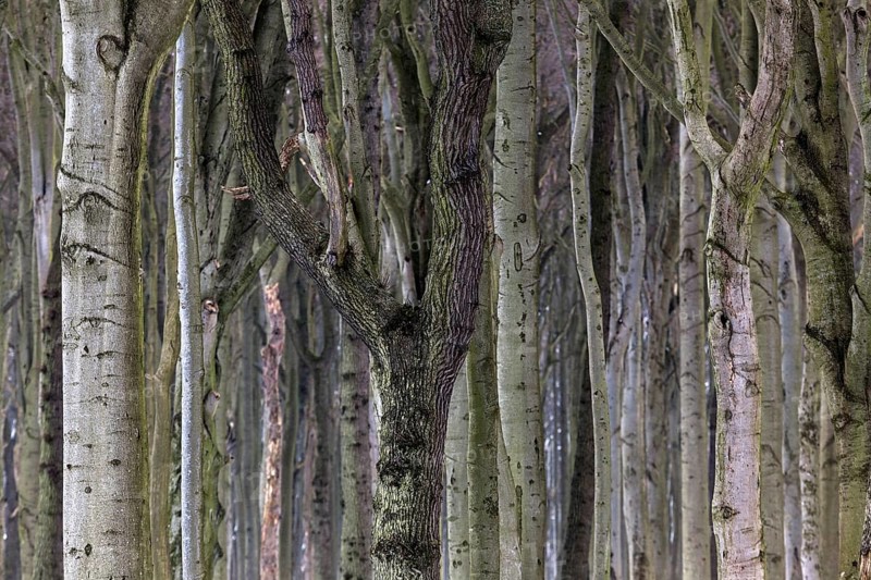Tree trunks in the ghostly forest or Nienhäger Holz, near Nienhagen, Mecklenburg-Vorpommern, Germany