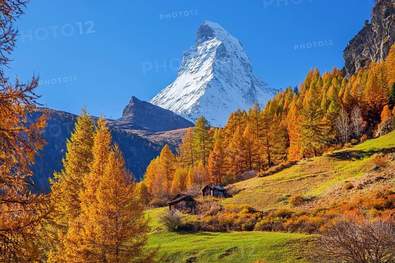 Matterhorn 4478m with golden yellow larches in autumn, Zermatt, Mattertal, Valais, Switzerland