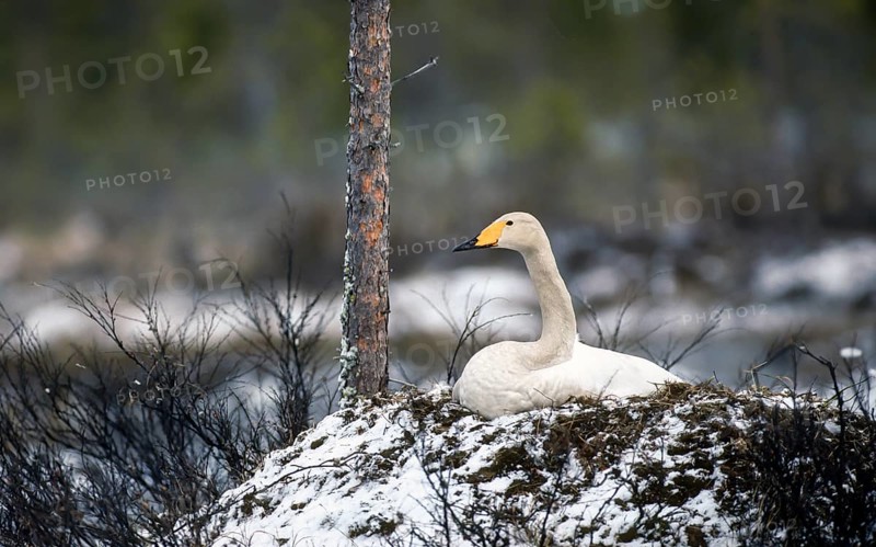Whooper swan. Cygnus cygnus. Whooper swan on the nest in early summer during a snowfall. Kuusamo area. Finland