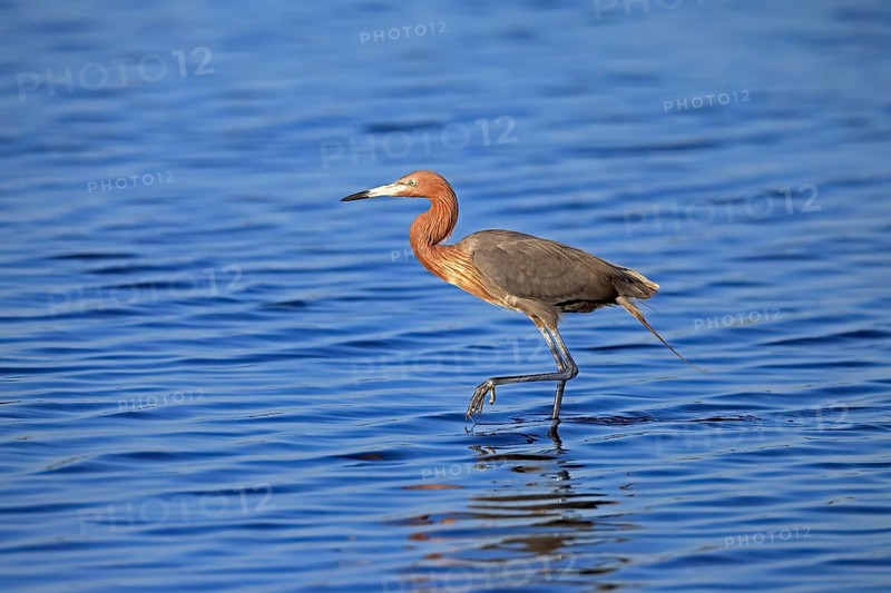 Reddish Egret (Egretta rufescens), adult, in water, foraging, hunting, alert, Merritt Island, Black Point Wildlife Drive, Florida, USA, North America