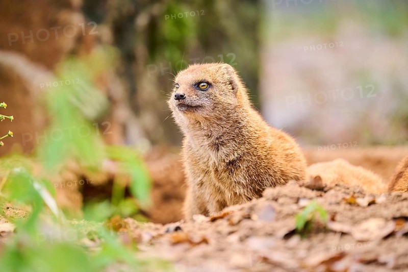 Ethiopian dwarf mongoose (Helogale hirtula) sitting on the ground, Bavaria, Germany