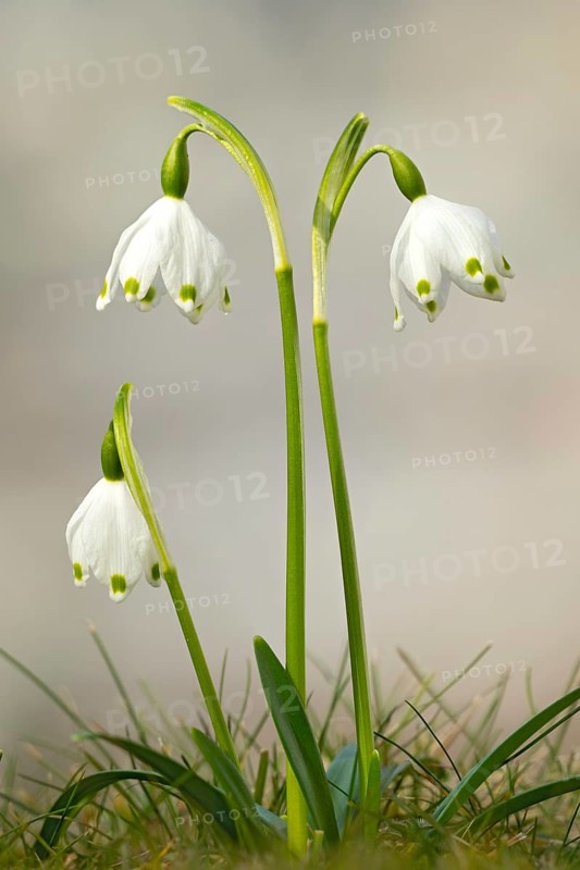 Spring knotweed (Leucojum vernum), Kundler Klamm, Kundl, Tyrol, Austria