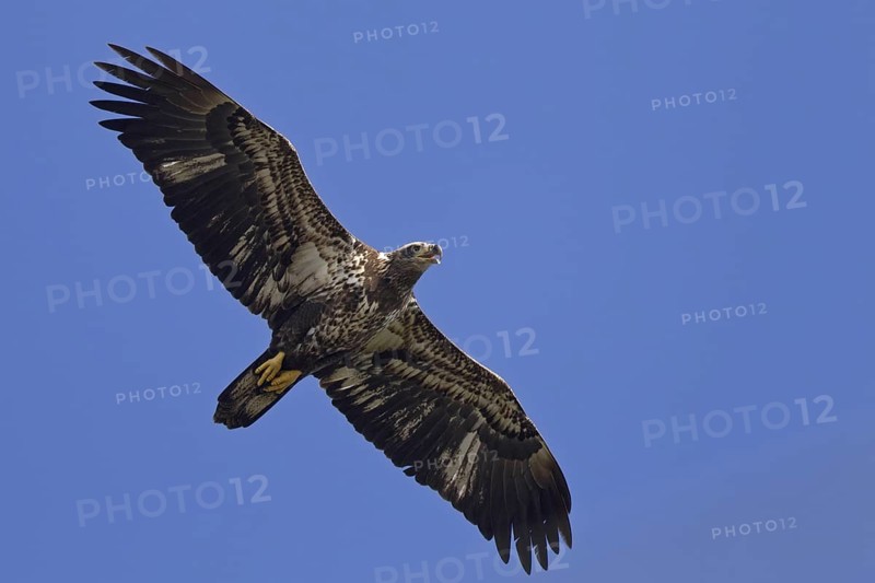 Bald Eagle (Haliaeetus leucocephalus) flying, Florida, USA