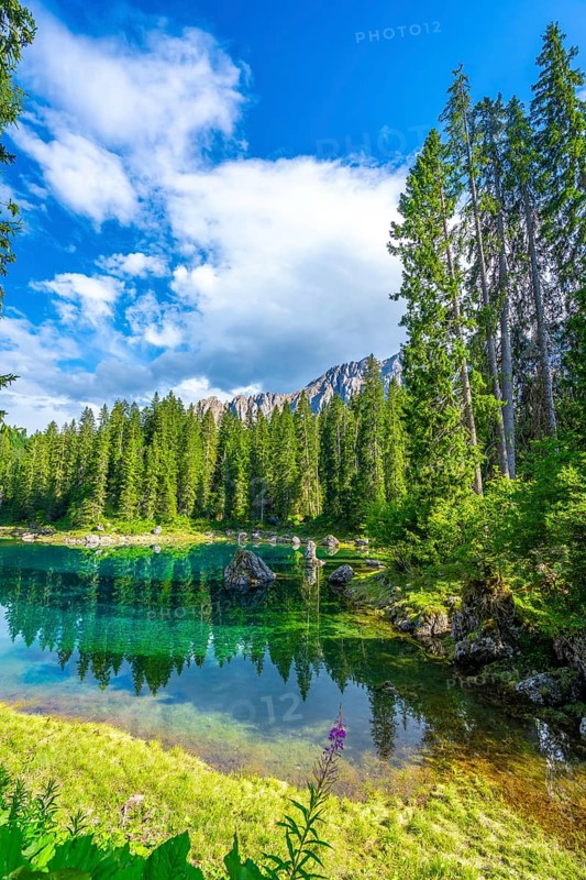 Emerald water reflecting latemar mountain range and pine forest under blue sky in summer at karersee - lago di carezza - in south tyrol, italian dolomites