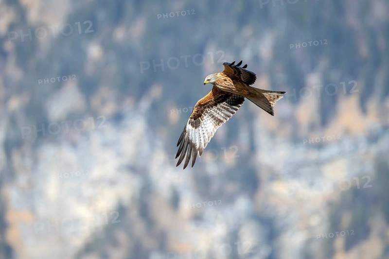 Red kite (Milvus milvus), in flight, Münster, Tyrol, Austria