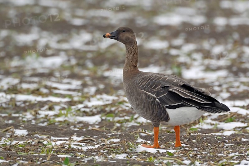 Taiga Bean Goose (Anser fabalis) perched on snowy field, North Rhine-Westphalia, Germany