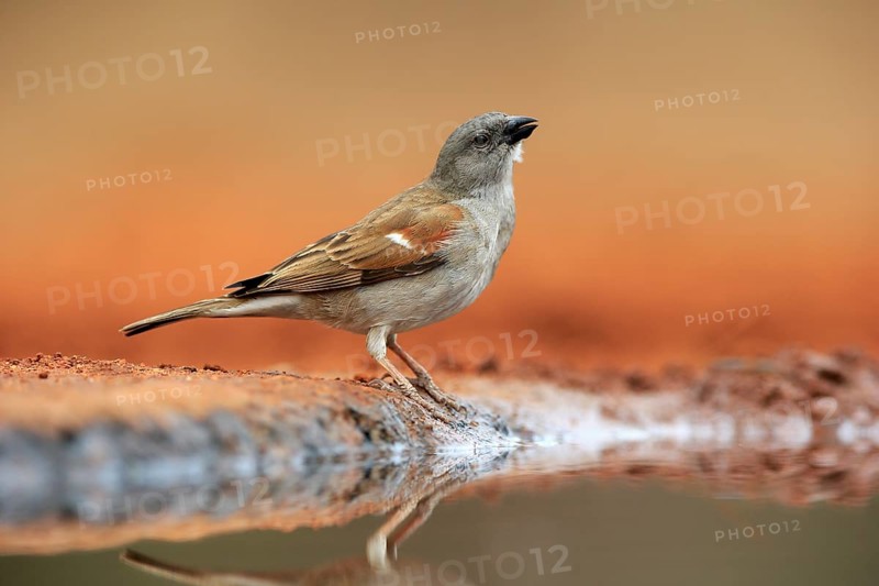 Northern grey-headed sparrow (Passer griseus), adult, at the water, Kruger National Park, Kruger National Park, Krugerpark, South Africa