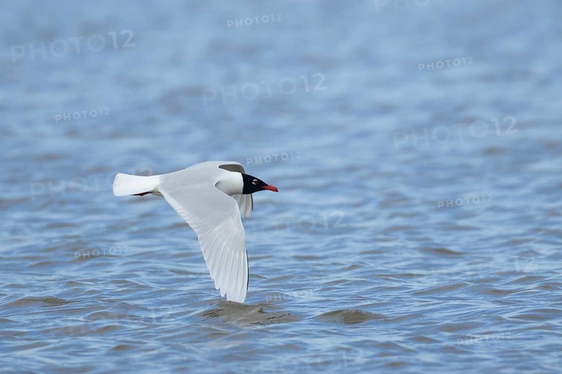 Mediterranean gull (Ichthyaetus melanocephalus) adult bird flying over water, England, United Kingdom