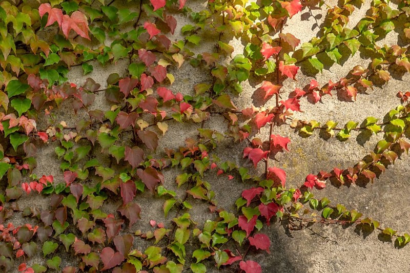 Discolouring leaves of Wild Vine (Vitis vinifera subsp. sylvestris) on a house wall, Münsterland, North Rhine-Westphalia, Germany