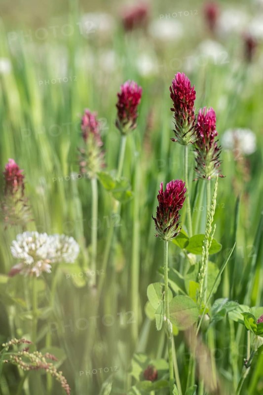 Incarnate clover (Trifolium incarnatum) and white clover (Trifolium repens), Emsland, Lower Saxony, Germany
