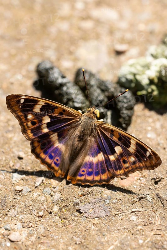 Lesser purple emperor (Apatura ilia), butterfly on excrement to absorb minerals