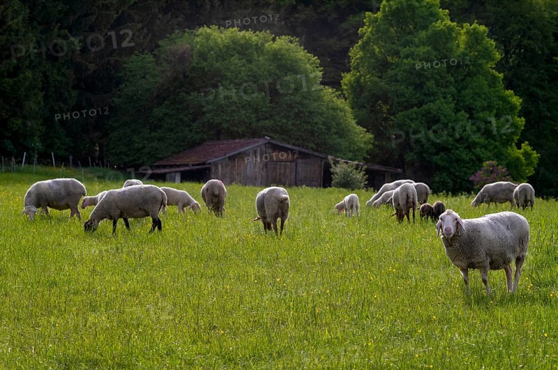 Sheep, flock of sheep, pasture, refuge, Römerstein, Swabian Alb biosphere reserve, Baden-Württemberg, Germany