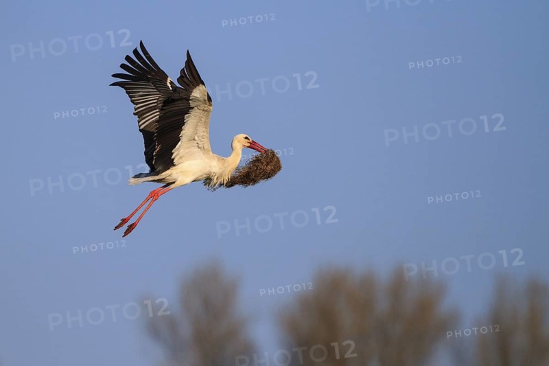 White Stork (Ciconia ciconia) flying, North Rhine-Westphalia, Germany