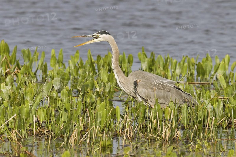 Great Blue Heron (Ardea herodias), Florida, USA