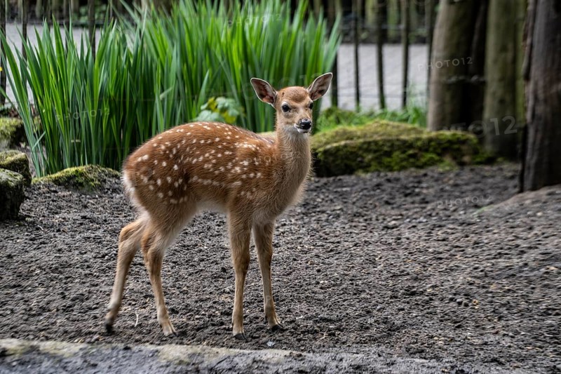 Sika deer (Cervus nippon pseudaxis), calf, Nordhorn Zoo, Lower Saxony, Germany