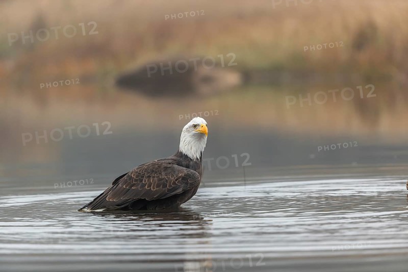 One Bald Eagle, Haliaeetus leucocephalus, standing in the shallow water ashore a small pond on a foggy cold autumn day