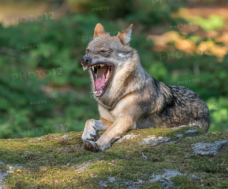 Wolf (Canis lupus) lying on a moss-covered rock and yawning, captive, Bavarian Forest National Park, Bavaria, Germany