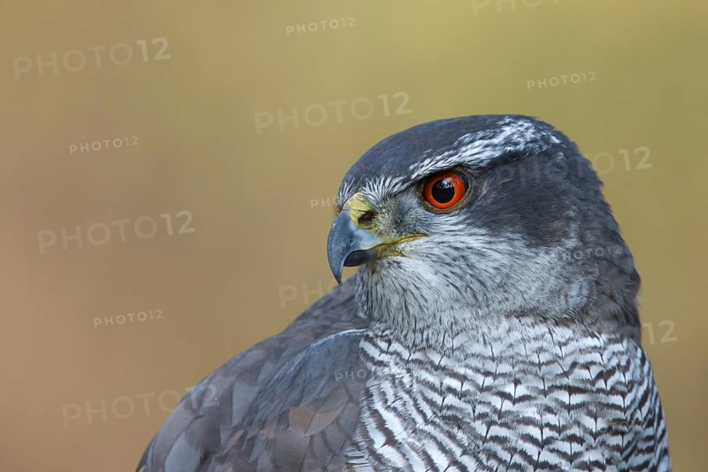 Havik, northern goshawk, Accipiter gentilis
