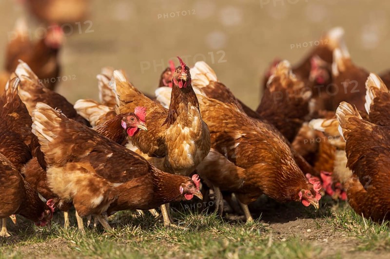 Lively brown hens pecking together in a meadow, domestic chicken, Rhineland-Palatinate, Germany