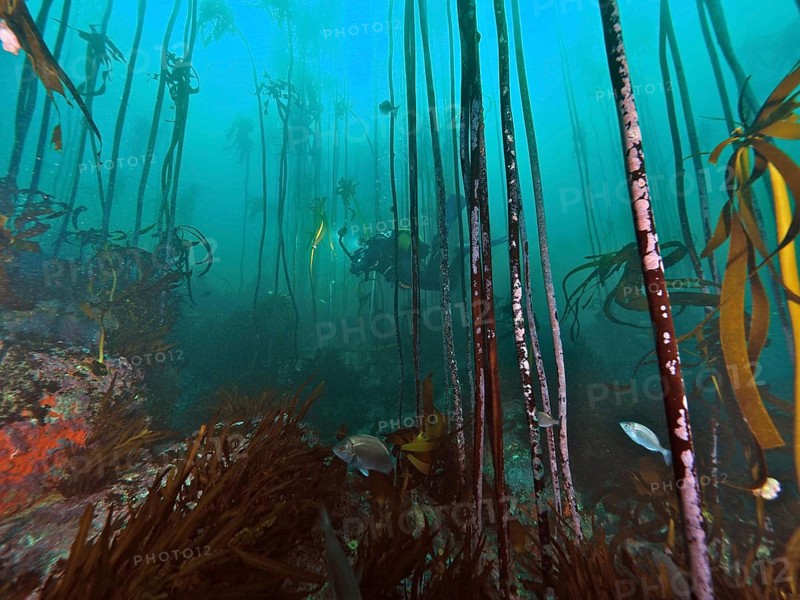 South African kelp (Laminaria pallida)