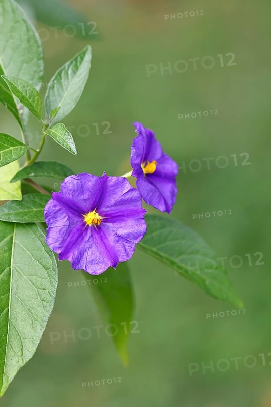 Blue potato tree (Lycianthes rantonnetii), gentian tree, blossom, close-up, Wilden, North Rhine-Westphalia, Germany