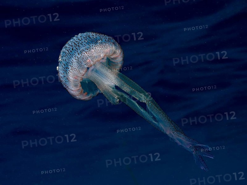 A luminous jellyfish (Pelagia noctiluca) swims calmly with its long tentacles in the deep blue Mediterranean Sea near Hyères. Dive site L'anse aux blés, Giens peninsula, Provence Alpes Côte d'Azur, France
