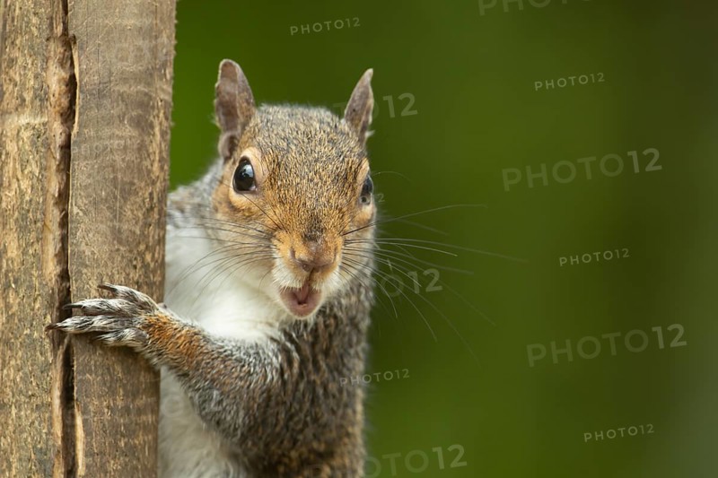 Grey squirrel (Sciurus carolinensis) adult animal on a wooden post, England, United Kingdom