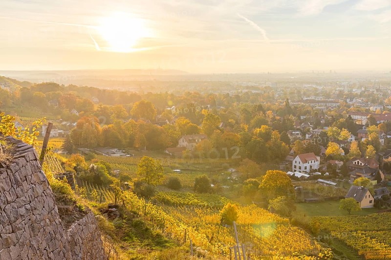 Morning light with a view from the autumn-coloured steep slopes of the Saxon vineyards to Radebeul, Saxony, Germany