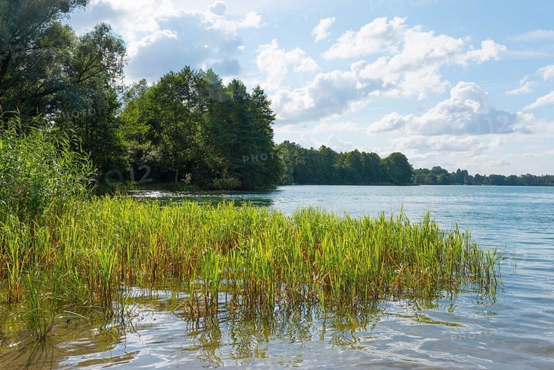 View over a lake with reeds in the foreground and wooded shore in the background, Lake Ilinsk, Jelonek, Milomlyn, Milomlyn, Liebemühl, Ostródzki, Warmia-Masuria, Poland