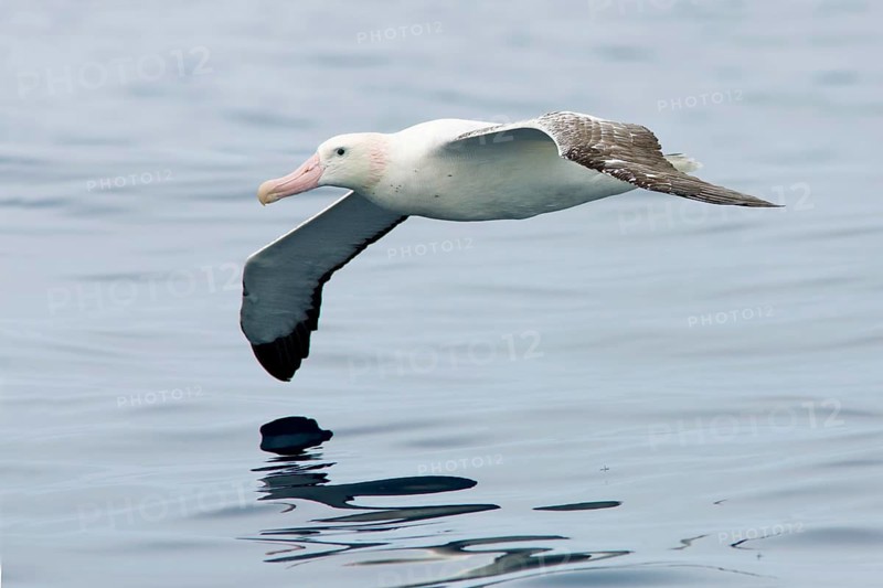 Wandering Albatross (Diomedea exulans) flying, Victoria, Australia