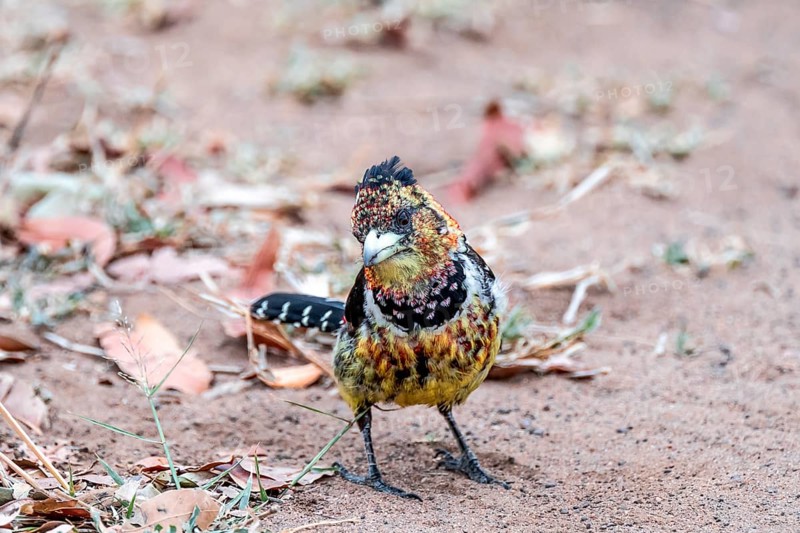 Crested Barbet (Trachyphonus vaillantii) or Black-backed Barbet, on the ground, Kruger National Park, South Africa