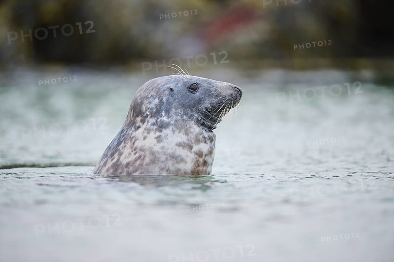 Grey seal (Halichoerus grypus) looking out of the water while swimming in the sea, Düne, Helgoland, Schleswig-Holstein, Germany