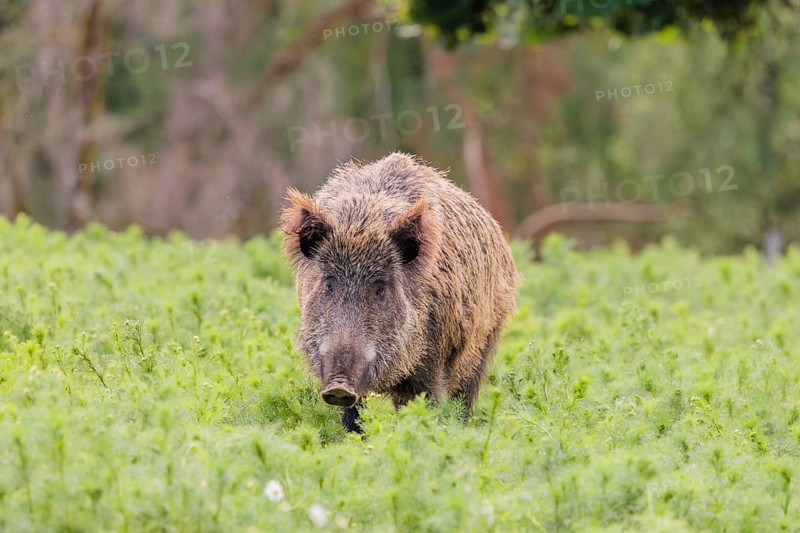 A wild boar (Sus scrofa) stands in a field of wild chamomile (Matricaria chamomilla). Bavaria, Germany