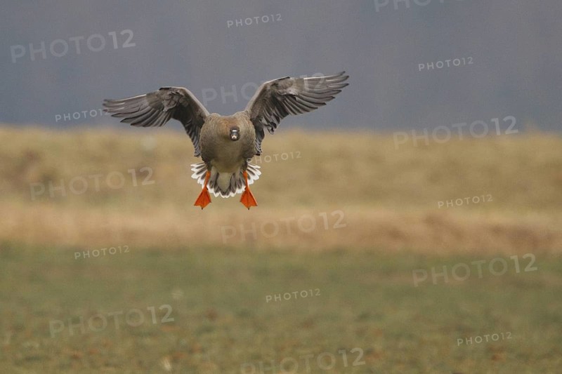 Taiga Bean Goose (Anser fabalis), North Rhine-Westphalia, Germany