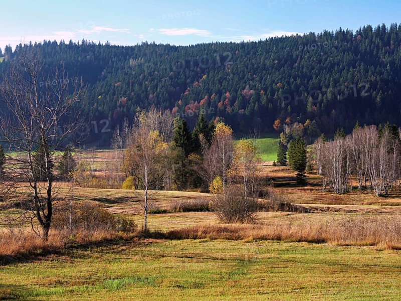 High moor in autumnal discolouration, Rothenthurm, Canton Schwyz, Switzerland