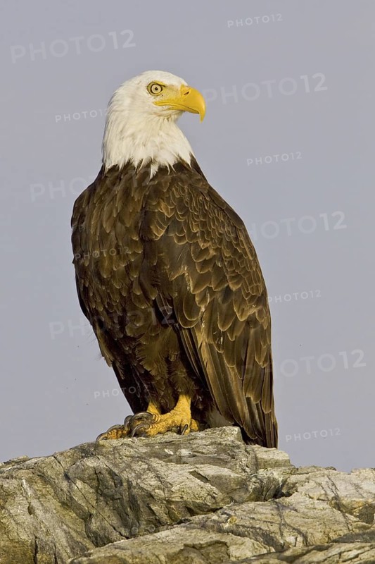 Bald Eagle (Haliaeetus leucocephalus), British Columbia, Canada